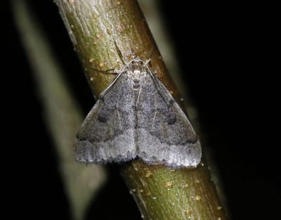 Brunaktig frostmätare Theria rupicapraria