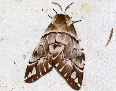 Skckspinnare  Endromis versicolora