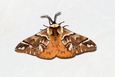  Endromis   Skckspinnare