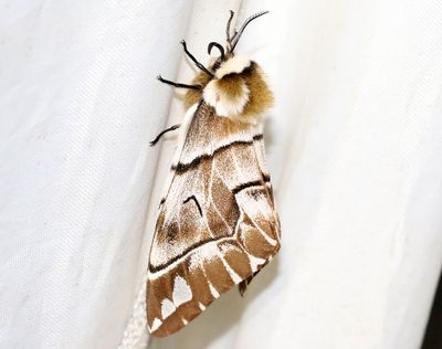 Skckspinnare  Endromis versicolora