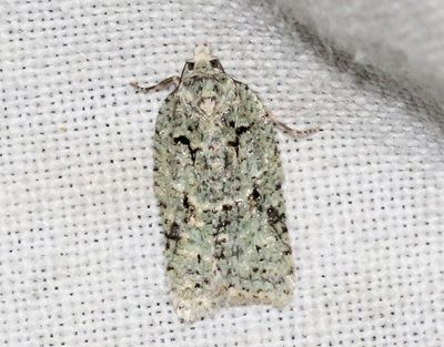 Grön ekvårvecklare Acleris literana
