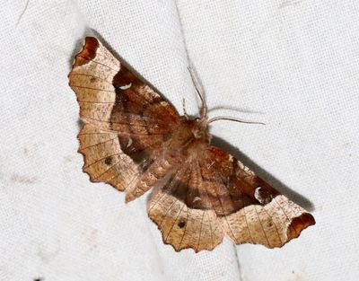 Rödbrun månmätare Selenia tetralunaria