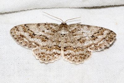 Dubbelvågig lavmätare Ectropis crepuscularia