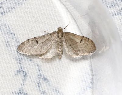 Tallmalmätare Eupithecia indigata
