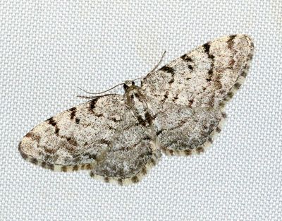 Allavmätare Aethalura punctulata