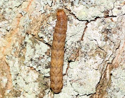 Bredbandat bandfly Noctua fimbriata