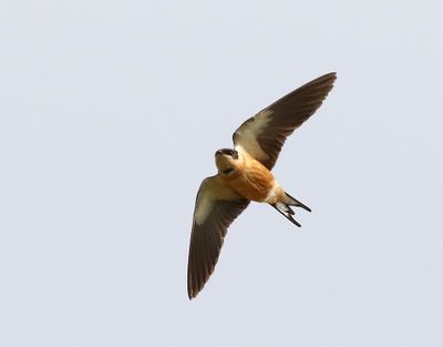 Acadian Flycatcher - American Robin 