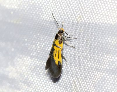Kilskriftspraktmal Schiffermuelleria schaefferella