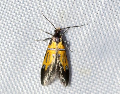 Kilskriftspraktmal Schiffermuelleria schaefferella