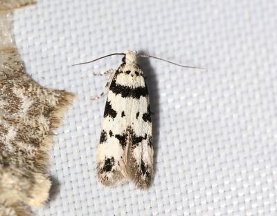 Svartvit kantmal Pseudotelphusa scalella