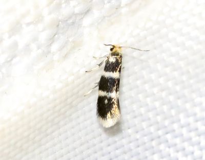 Dvärgbladskärare Phylloporia bistrigella