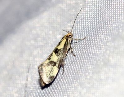 Ljusgul barrskogspraktmal Denisia stipella