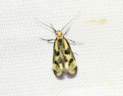 Ljusgul barrskogspraktmal Denisia stipella