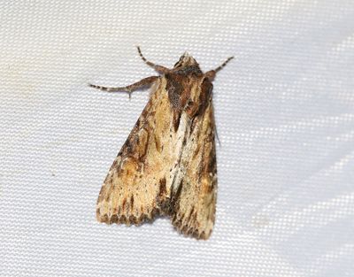 Sommarängsfly Apamea crenata
