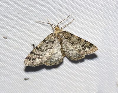 Grågul lavmätare Parectropis similaria