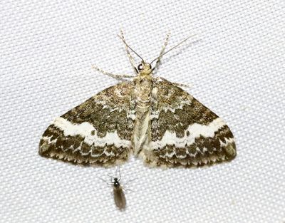 Blärefältmätare Perizoma affinitata