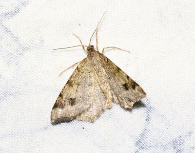 Granbågmätare Macaria signaria