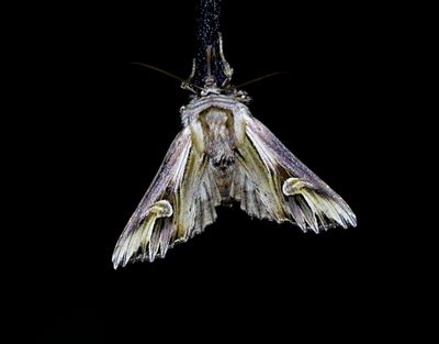 Tandat johannesörtsfly Actinotia polyodon