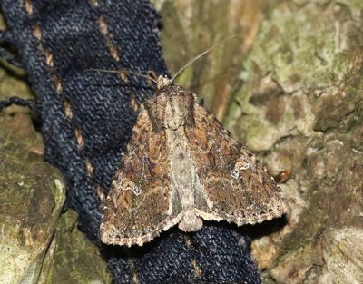 Flenängsfly Apamea unanimis