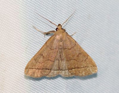 Herminia tarsipennalis Gulgrått tofsfly