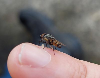 Stomorhina lunata