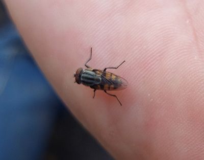 Stomorhina lunata