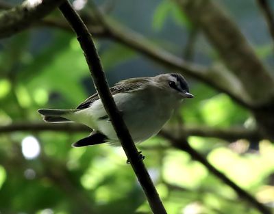 Rdgd vireo  Red-eyed Vireo  Vireo olivaceus