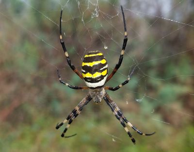 Getingspindel Argiope bruennichiWasp spider
