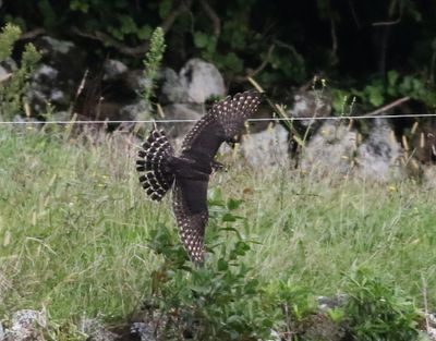 Raptors