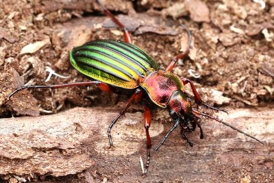 Praktlöpare Carabus auronitens