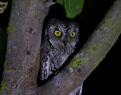 Cyperndvärguv Otus cyprius Cyprus scops owl