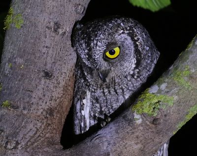 Cyperndvärguv Otus cyprius Cyprus scops owl