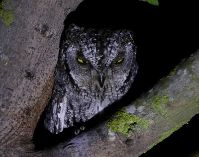 Cyperndvärguv Otus cyprius Cyprus scops owl