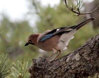 Nötskrika Garrulus glandarius glaszneri