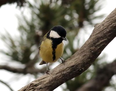 Talgoxe Great Tit Parus major aphrodite