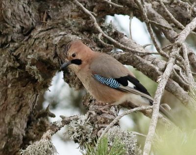 Nötskrika Garrulus glandarius glaszneri