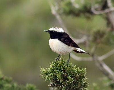 Cypernstenskvätta Cyprus Wheatear Oenanthe cypriaca