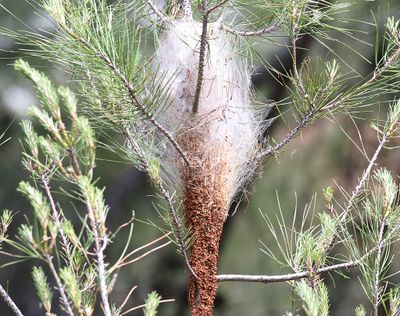 Thaumetopoea wilkinsoni Cyprus Processionary