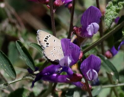 Glaucopsyche paphos Phapos Blue
