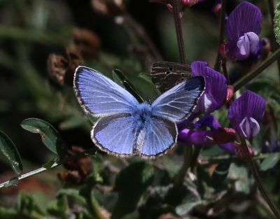 Glaucopsyche paphos Phapos Blue