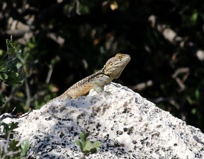 Herptiles in WP