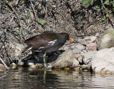 Rörhöna Common Moorhen Gallinula chloropus
