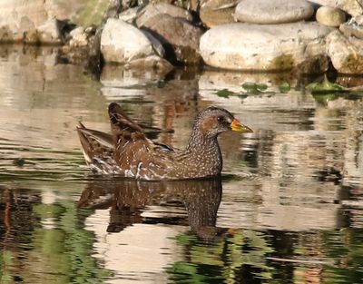 Småfläckig sumphöna Spotted Crake Porzana porzana