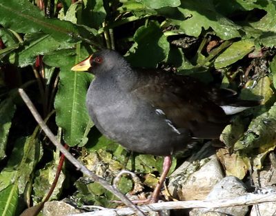 Water Rail - Red Phalarope