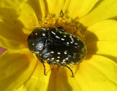 Målarguldbagge Oxythyrea funesta