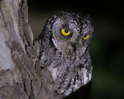 Cyperndvärguv Otus cyprius Cyprus scops owl