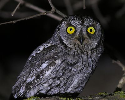 Cyperndvärguv Otus cyprius Cyprus scops owl