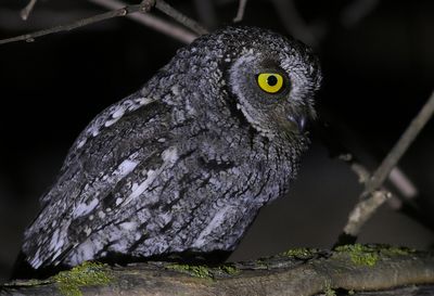 Cyperndvärguv Otus cyprius Cyprus scops owl