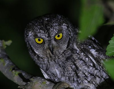 Cyperndvärguv Otus cyprius Cyprus scops owl