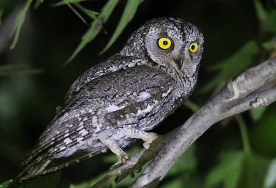 Birdtrip to Cyprus April 2025